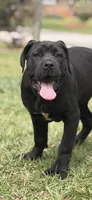 Moon , a female Cane Corso for sale in Atlanta, GA – Photo 1 of 10