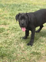 Moon , a female Cane Corso for sale in Atlanta, GA – Photo 3 of 10