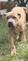 Moon , a female Cane Corso for sale in Atlanta, GA – Photo 2 of 10