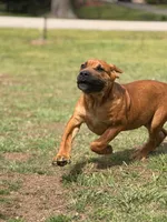 Moon , a female Cane Corso for sale in Atlanta, GA – Photo 6 of 10
