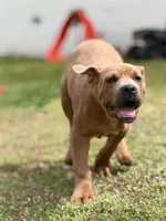Moon , a female Cane Corso for sale in Atlanta, GA – Photo 4 of 10
