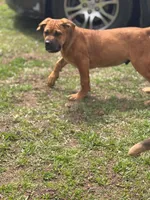 Moon , a female Cane Corso for sale in Atlanta, GA – Photo 7 of 10