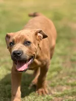 Moon , a female Cane Corso for sale in Atlanta, GA – Photo 5 of 10