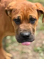 Moon , a female Cane Corso for sale in Atlanta, GA – Photo 8 of 10