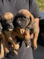 Rocky , a male Cane Corso for sale in Atlanta, GA – 2 of 7