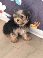 Mike, a male Yorkshire Terrier for sale in Atlanta, GA – 8 of 10