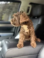 Cherry, a female Miniature Schnauzer for sale in Atlanta, GA – 4 of 6