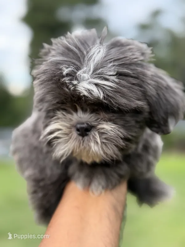 Wako – Shih Tzu puppy for sale in Atlanta, GA