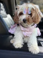 Lisa, a female Cavapoo for sale in Atlanta, GA – 2 of 6