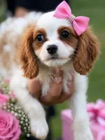 Jack , a female Cavalier King Charles Spaniel for sale in Atlanta, GA – 3 of 8