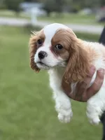 Jack , a female Cavalier King Charles Spaniel for sale in Atlanta, GA – 5 of 8