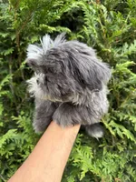 Wako, a female Shih Tzu for sale in Atlanta, GA – 5 of 10