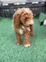 Cavallo., a male Cavapoo for sale in Atlanta, GA – 3 of 7