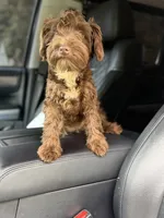 Cherry, a female Miniature Schnauzer for sale in Atlanta, GA – 3 of 6