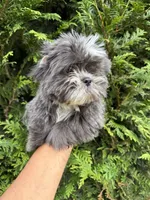 Wako, a female Shih Tzu for sale in Atlanta, GA – 4 of 10