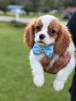 Jack , a female Cavalier King Charles Spaniel for sale in Atlanta, GA – 4 of 8