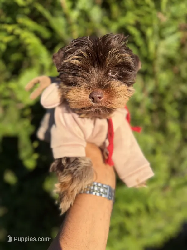 Tito – Yorkshire Terrier puppy for sale in Atlanta, GA