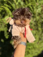 Tito, a male Yorkshire Terrier for sale in Atlanta, GA – 1 of 4
