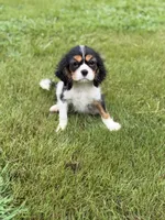 Cash, a female Cavalier King Charles Spaniel for sale in Atlanta, GA – 4 of 4