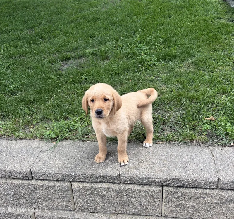 Gus – Golden Retriever, Labrador Retriever puppy for sale in Freeport, MN