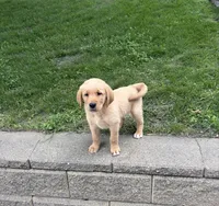 Gus, a male Golden Retriever and Labrador Retriever for sale in Freeport, MN – 1 of 1