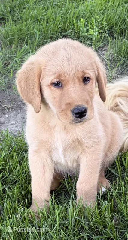 Hank – Golden Retriever, Labrador Retriever puppy for sale in Freeport, MN