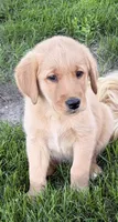 Hank, a male Golden Retriever and Labrador Retriever for sale in Freeport, MN – 1 of 2