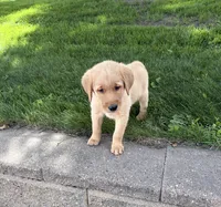Hank, a male Golden Retriever and Labrador Retriever for sale in Freeport, MN – 2 of 2