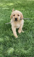 Grant, a male Golden Retriever and Labrador Retriever for sale in Freeport, MN – 1 of 1