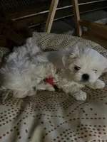 Boy Puppy, a male Maltese for sale in Brattleboro, VT – 2 of 6