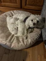 Girl puppy, a female Maltese for sale in Brattleboro, VT – 4 of 6