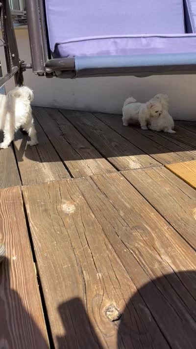 Girl puppy, a female Maltese for sale in Brattleboro, VT – 6 of 6