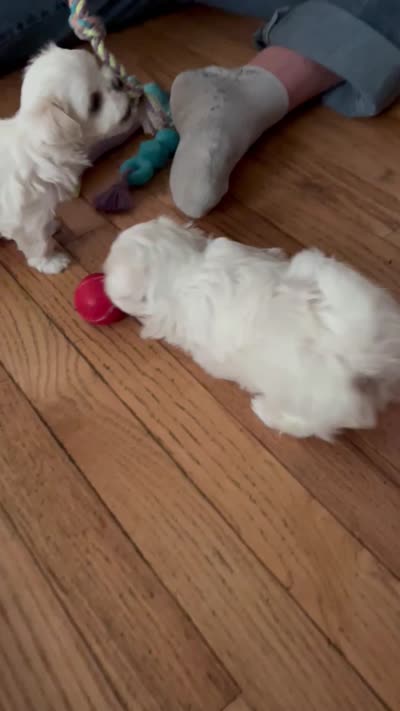 Boy Puppy, a male Maltese for sale in Brattleboro, VT – 5 of 6