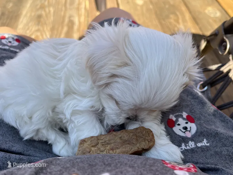Boy Puppy – Maltese puppy for sale in Brattleboro, VT