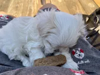 Boy Puppy, a male Maltese for sale in Brattleboro, VT – 1 of 6