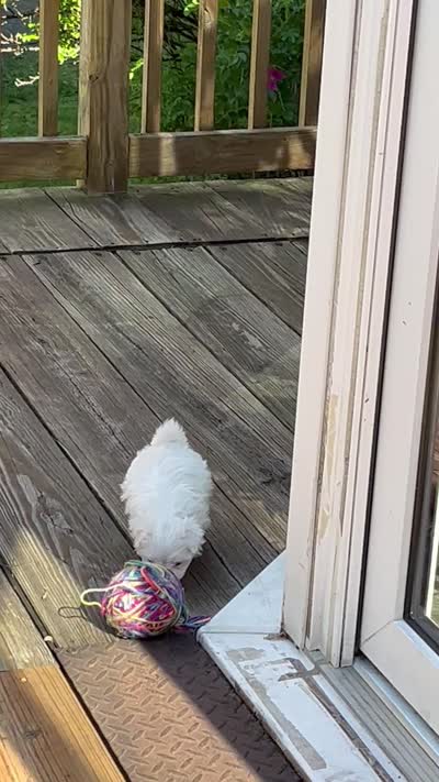 Girl puppy, a female Maltese for sale in Brattleboro, VT – 5 of 6