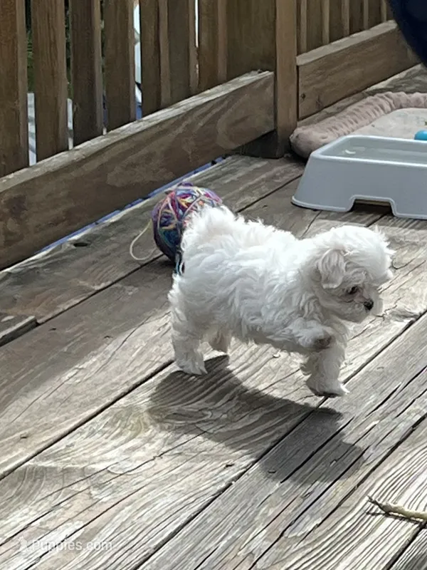 Girl puppy – Maltese puppy for sale in Brattleboro, VT