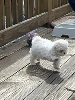 Girl puppy, a female Maltese for sale in Brattleboro, VT – 1 of 6