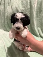 Diesel, a male Miniature Schnauzer for sale in Phoenix, AZ – 2 of 7