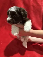 Austie , a female Miniature Schnauzer for sale in Phoenix, AZ – 4 of 6