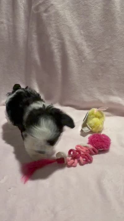 Austie , a female Miniature Schnauzer for sale in Phoenix, AZ – 3 of 6