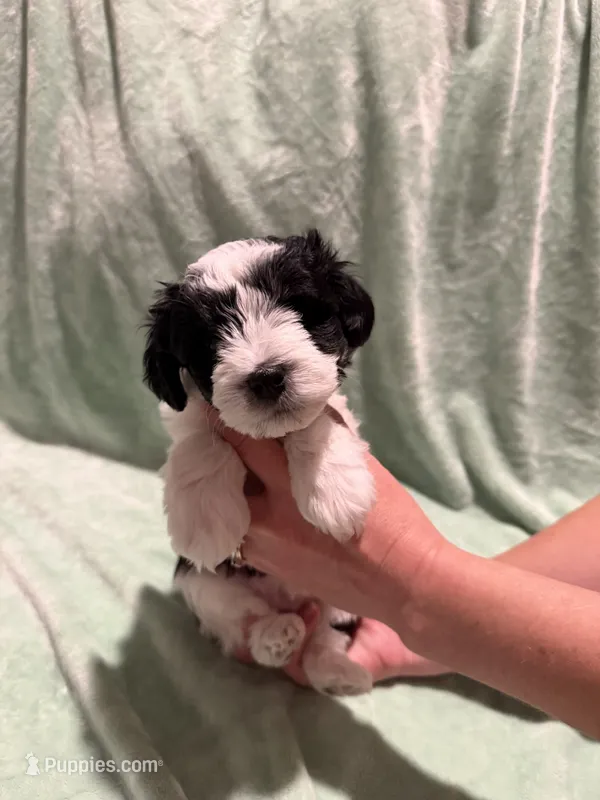Diesel – Miniature Schnauzer puppy for sale in Phoenix, AZ