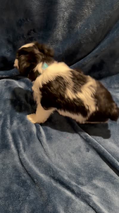 Subby, a male Miniature Schnauzer for sale in Phoenix, AZ – 3 of 5
