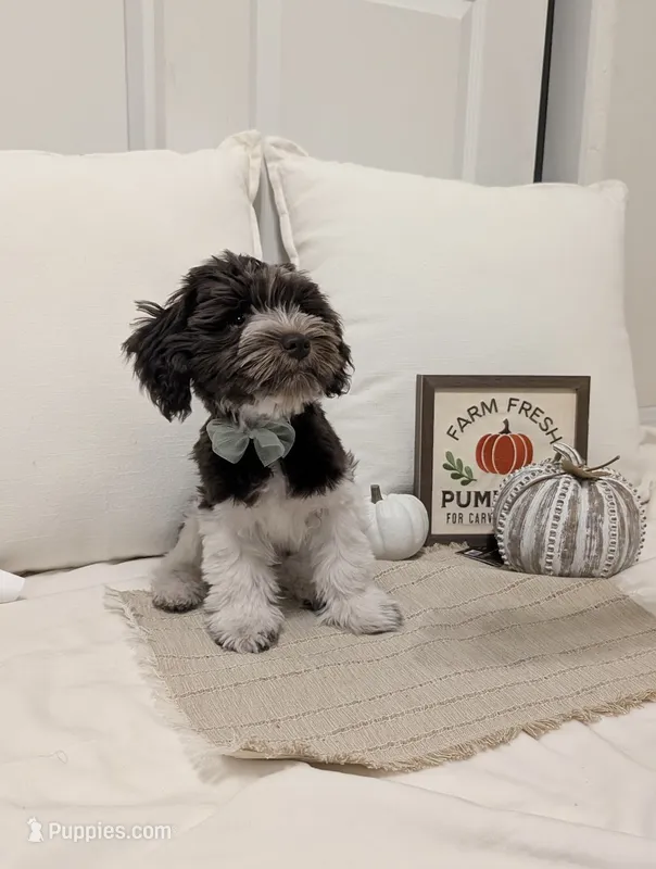 Wooli – Miniature Schnauzer puppy for sale in Phoenix, AZ