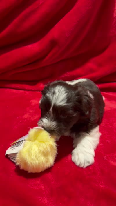 Wooli, a male Miniature Schnauzer for sale in Phoenix, AZ – 5 of 5
