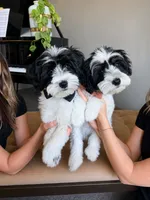 Diesel., a male Miniature Schnauzer for sale in Phoenix, AZ – 2 of 10