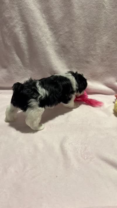Austie , a female Miniature Schnauzer for sale in Phoenix, AZ – 6 of 6