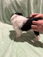 Diesel, a male Miniature Schnauzer for sale in Phoenix, AZ – 5 of 7