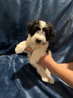 Subby, a male Miniature Schnauzer for sale in Phoenix, AZ – 4 of 5