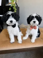 Diesel., a male Miniature Schnauzer for sale in Phoenix, AZ – 3 of 10